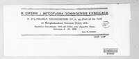 Meliola krugiodendri image